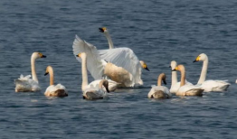 小天鹅照片,捕捉自然之美