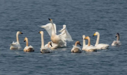小天鹅照片,捕捉自然之美