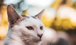 成猫照片,镜头下的优雅与灵动