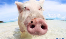 猪游泳图片,捕捉水中萌态瞬间