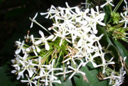 仙丹的图片,古代神秘丹药图鉴揭秘